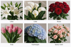 Monthly WARDA Subscription